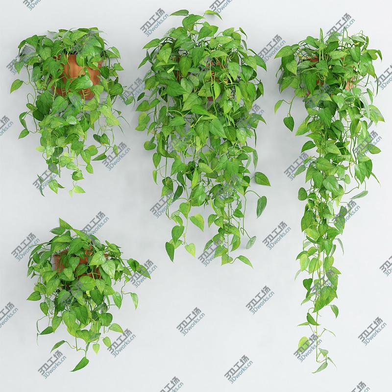 images/goods_img/20210114/Scandens plant 5/1.jpg